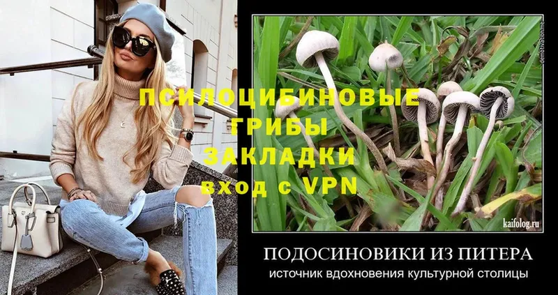 Псилоцибиновые грибы Psilocybe  мега как зайти  Подпорожье 